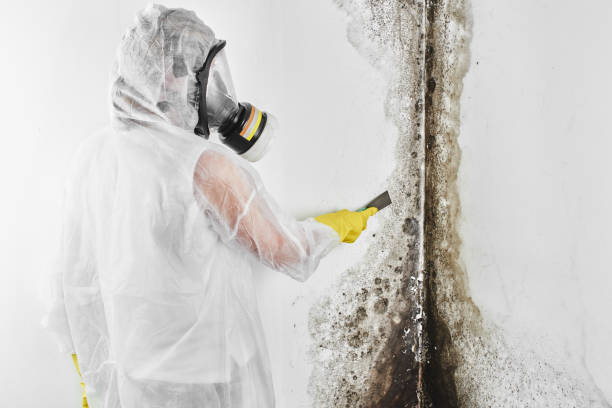 Professional Mold Remediation in Laconia, NH