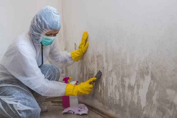 Best Mold Remediation for Specific Building Types in Laconia, NH